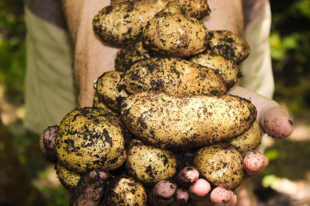agriculture biologique